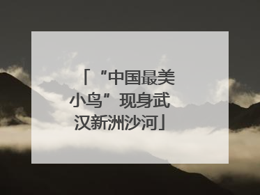 “中国最美小鸟”现身武汉新洲沙河