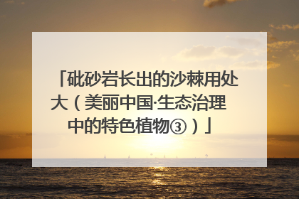 砒砂岩长出的沙棘用处大（美丽中国·生态治理中的特色植物③）