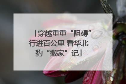 穿越重重“阻碍”行进百公里 看华北豹“搬家”记