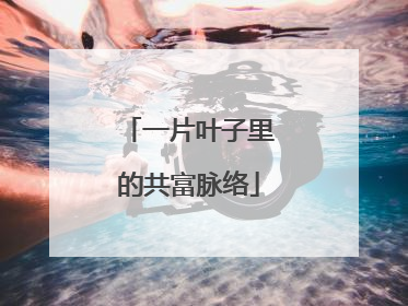 一片叶子里的共富脉络
