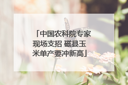 中国农科院专家现场支招 磁县玉米单产要冲新高