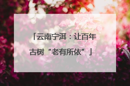 云南宁洱：让百年古树“老有所依”
