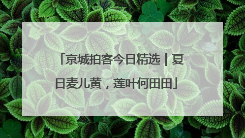 京城拍客今日精选｜夏日麦儿黄，莲叶何田田