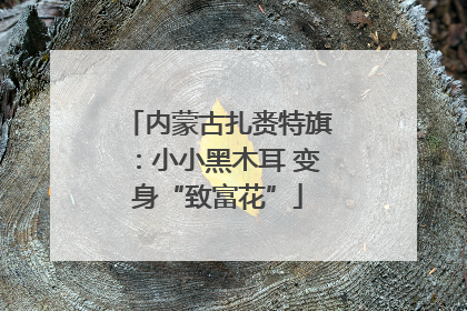 内蒙古扎赉特旗：小小黑木耳 变身“致富花”