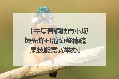 宁夏青铜峡市小坝镇先锋村葡萄整穗疏果技能竞赛举办