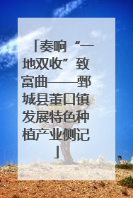 奏响“一地双收”致富曲——鄄城县董口镇发展特色种植产业侧记