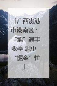 广西贵港市港南区：“藕”遇丰收季 泥中“掘金”忙