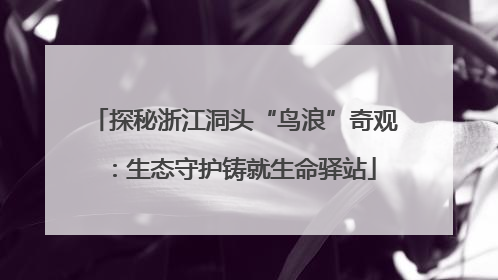 探秘浙江洞头“鸟浪”奇观：生态守护铸就生命驿站