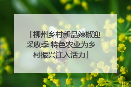 柳州乡村新品辣椒迎采收季 特色农业为乡村振兴注入活力