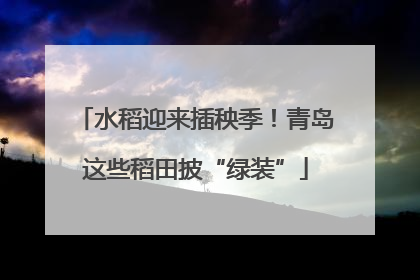 水稻迎来插秧季！青岛这些稻田披“绿装”