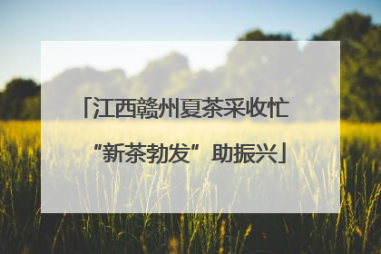 江西赣州夏茶采收忙 “新茶勃发”助振兴