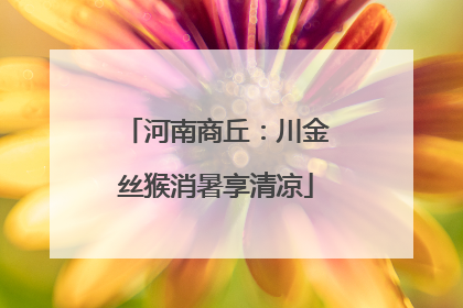 河南商丘：川金丝猴消暑享清凉