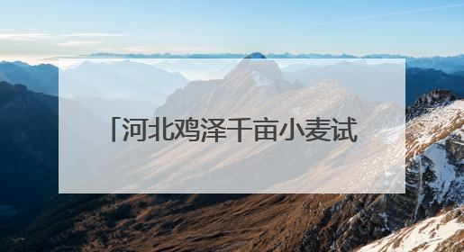 河北鸡泽千亩小麦试验田喜获丰收 助力小麦育种提质增效