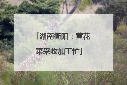 湖南衡阳：黄花菜采收加工忙
