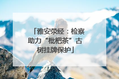雅安荥经：检察助力“枇杷茶”古树挂牌保护