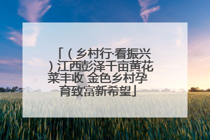 （乡村行·看振兴）江西彭泽千亩黄花菜丰收 金色乡村孕育致富新希望