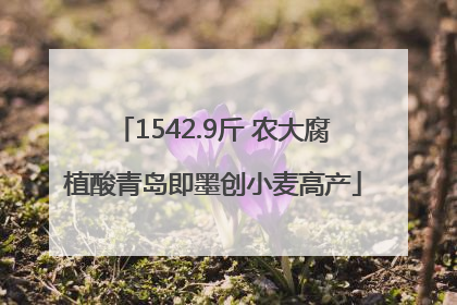 1542.9斤 农大腐植酸青岛即墨创小麦高产